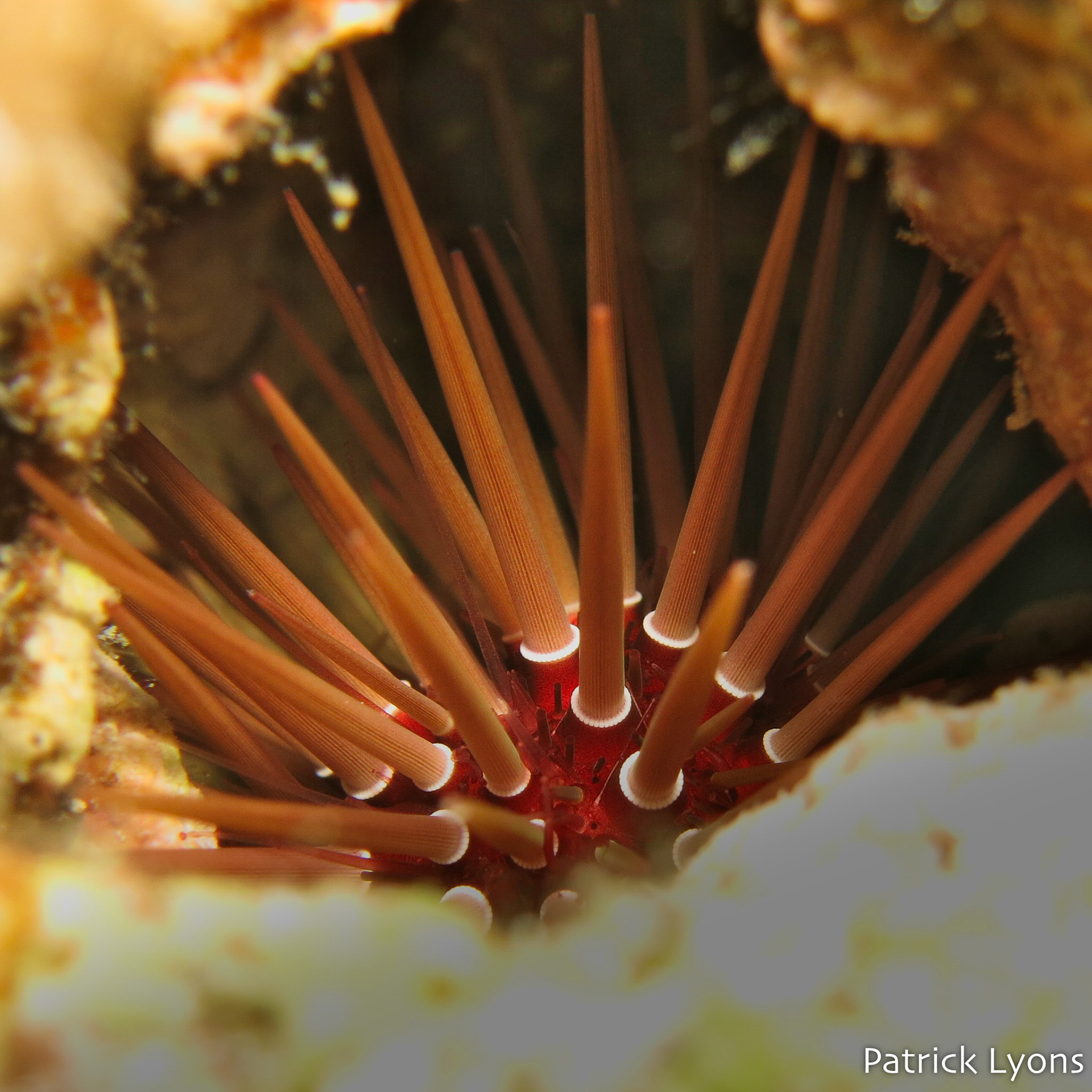 Sea urchin