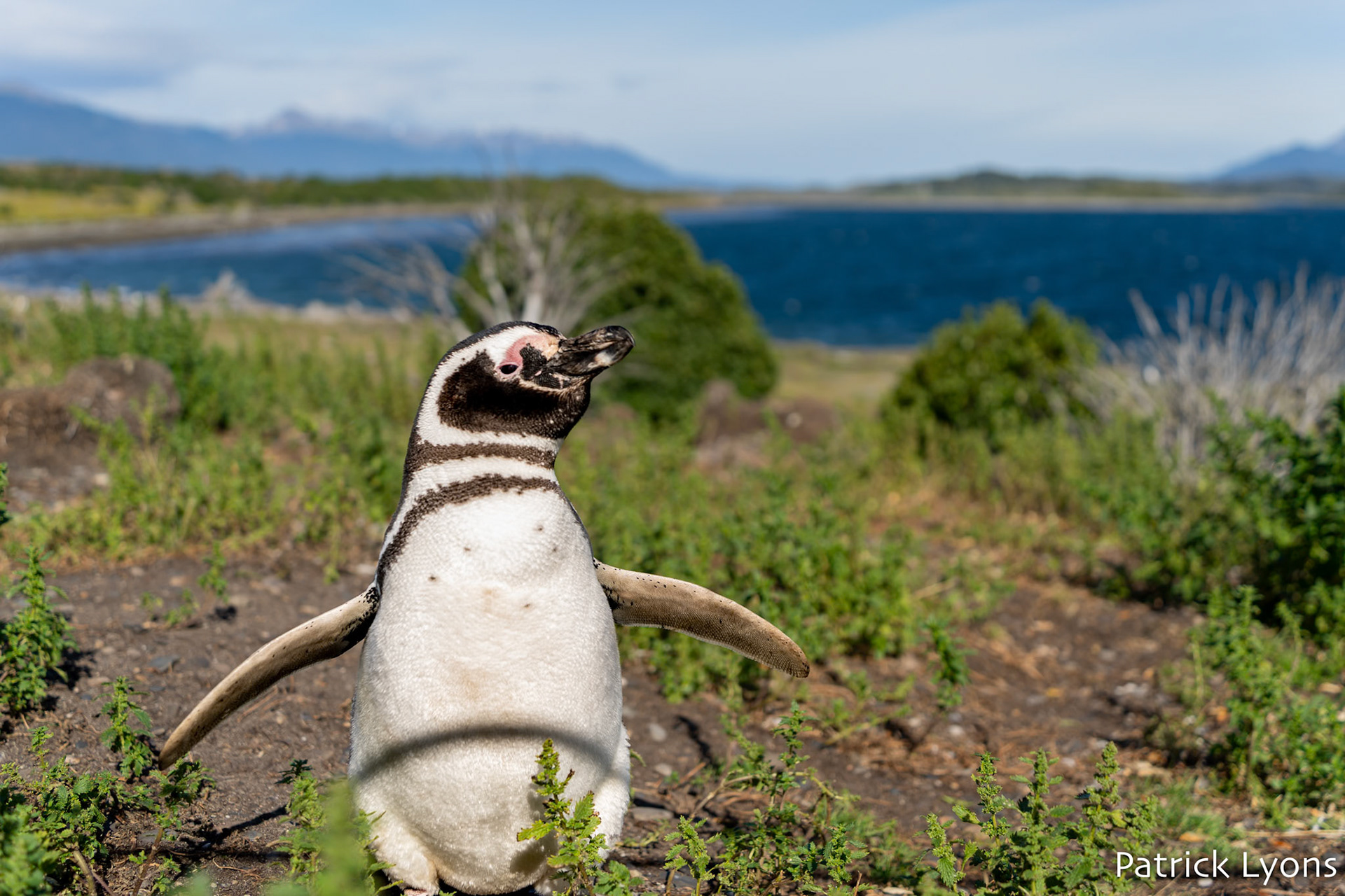 Magellanic penguin - Isla Martillo