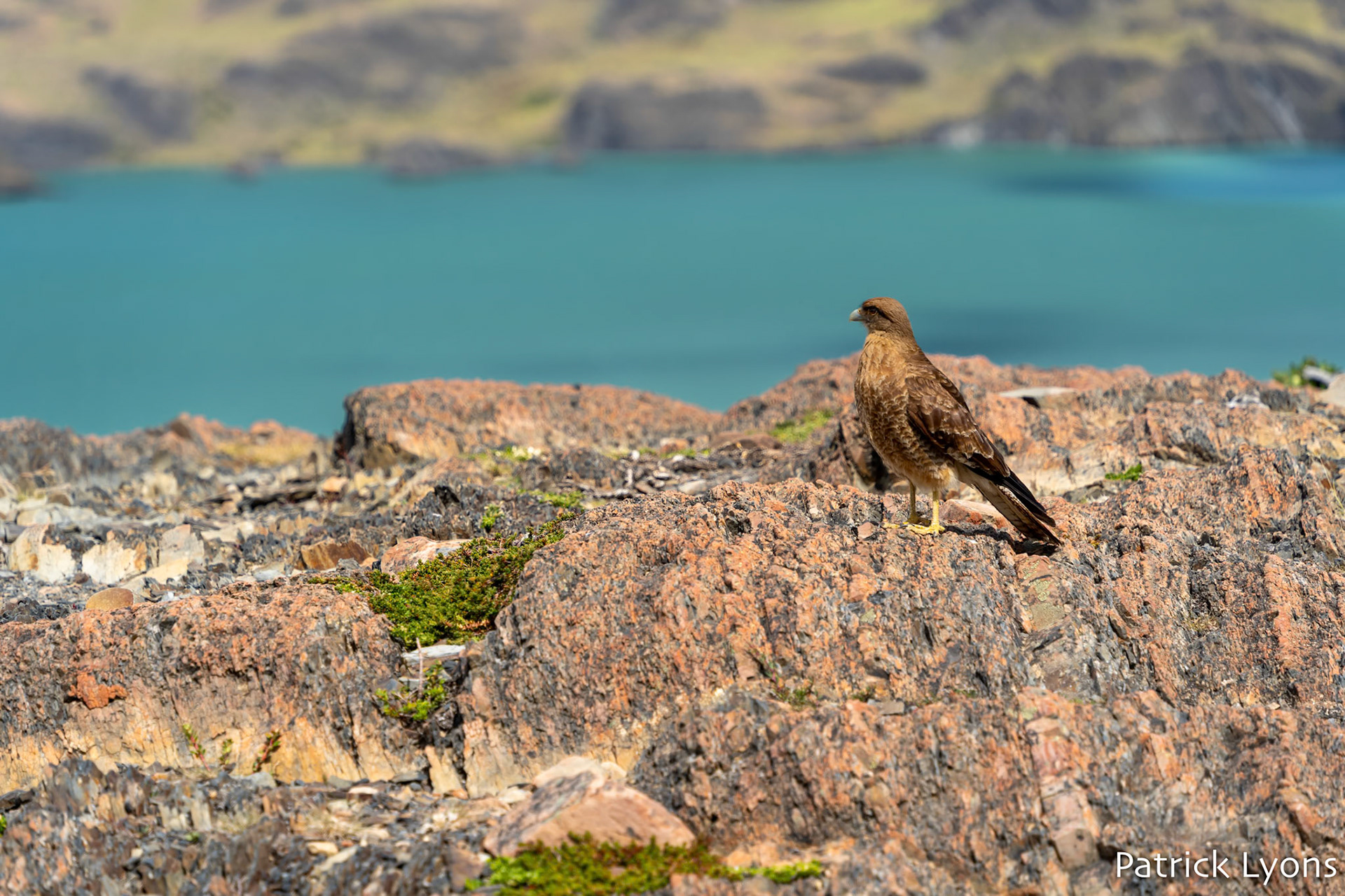 Chimango Caracara - Torres del Paine National Park