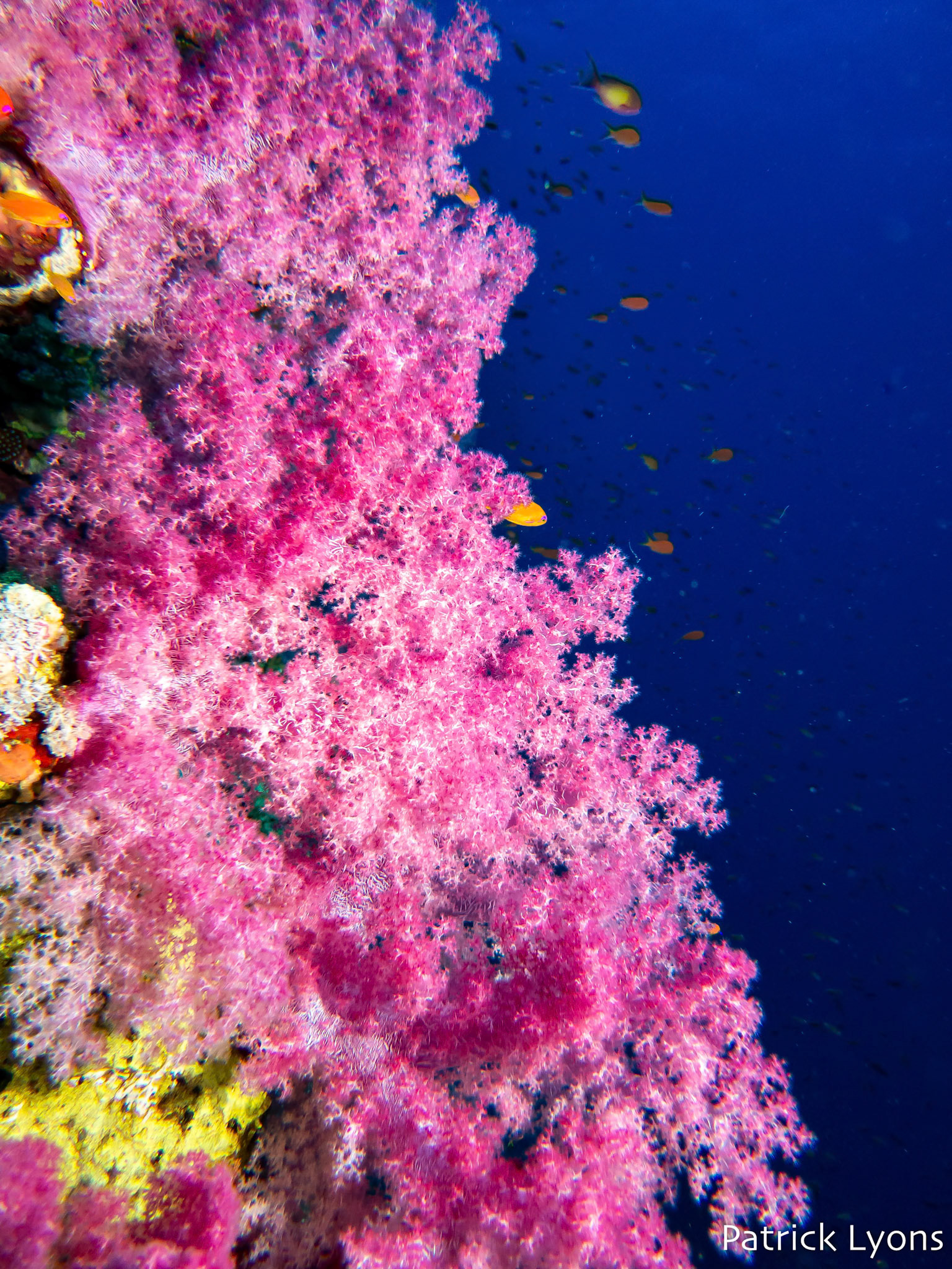 Gorgonian soft coral