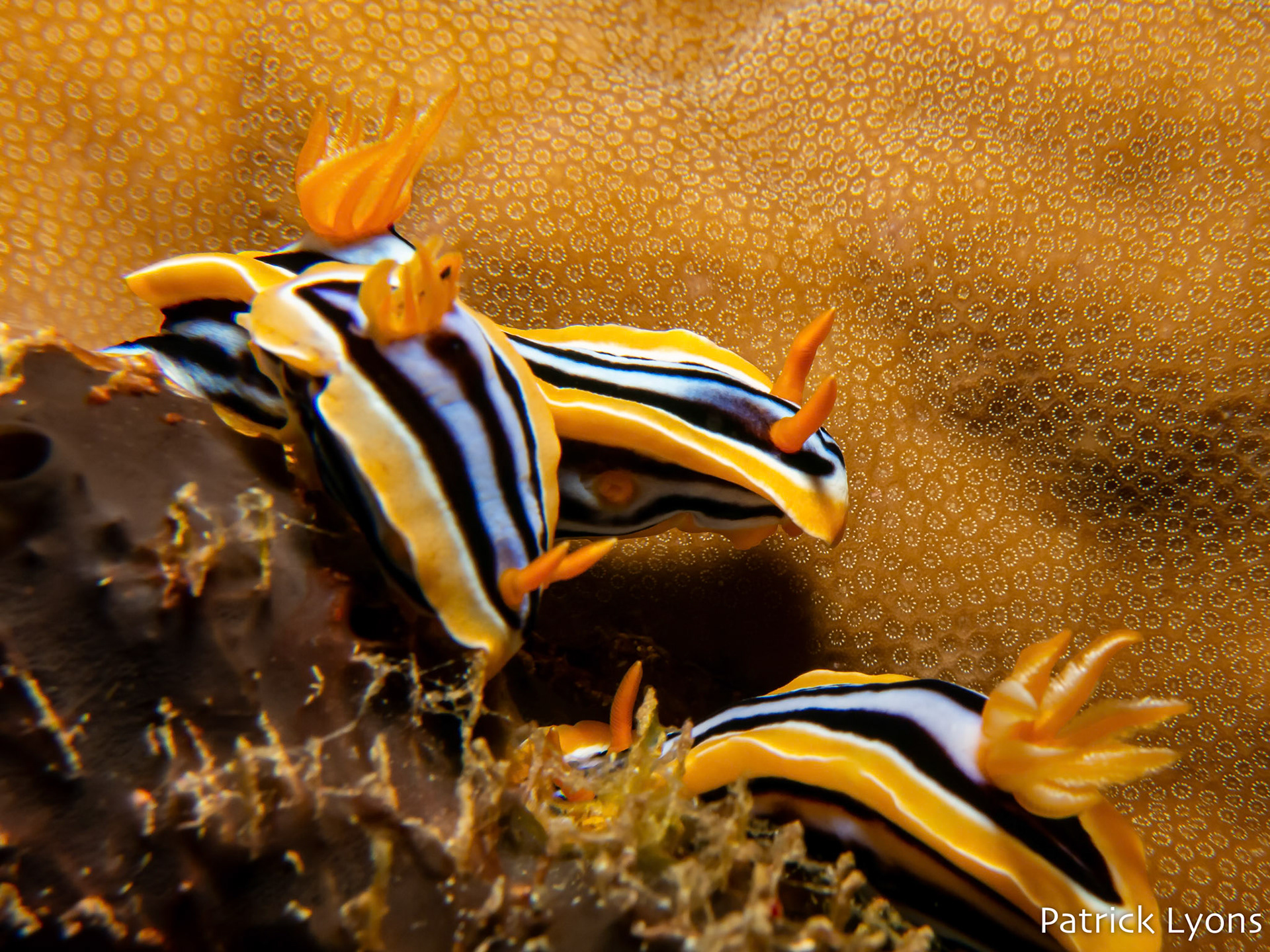 Nudibranchs