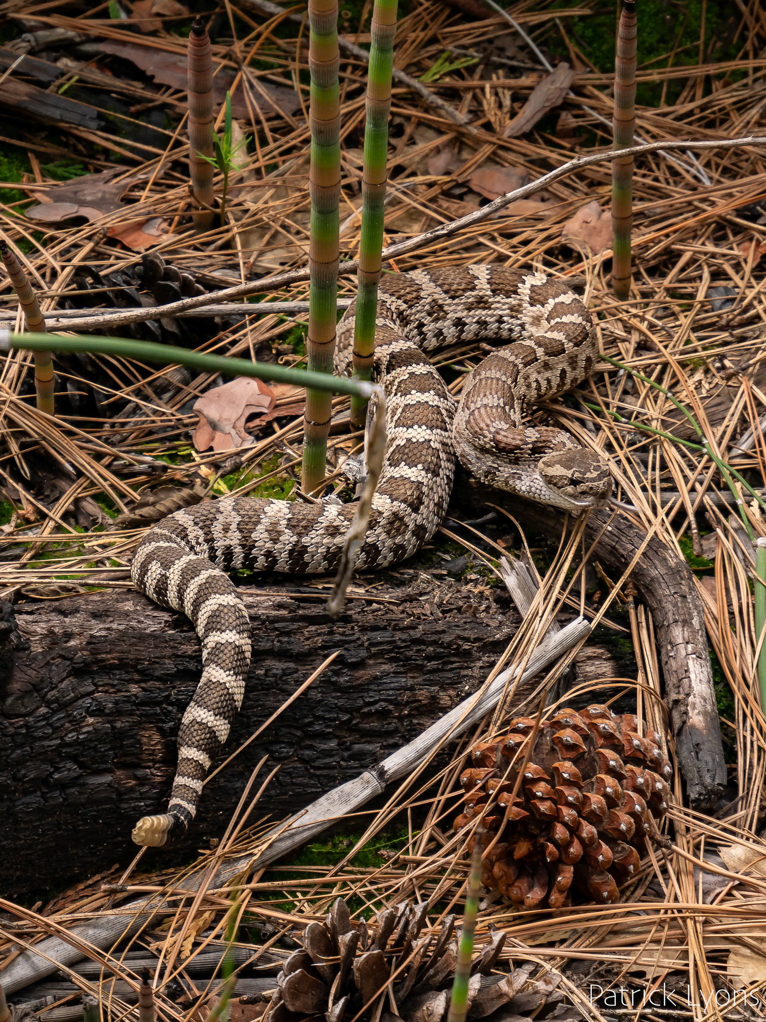 Rattlesnake in Yosemite