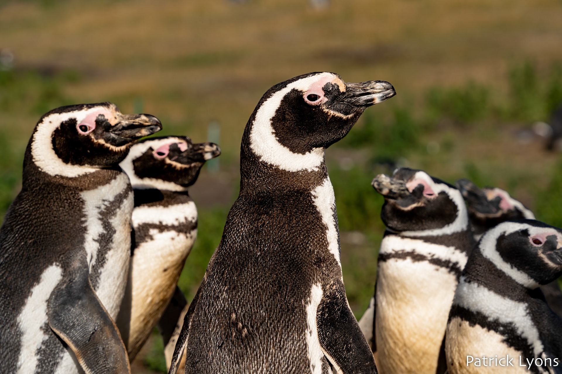 Magellanic penguin - Isla Martillo