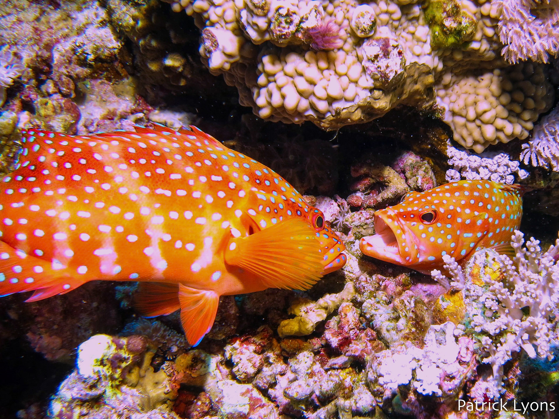 Angry coral trout