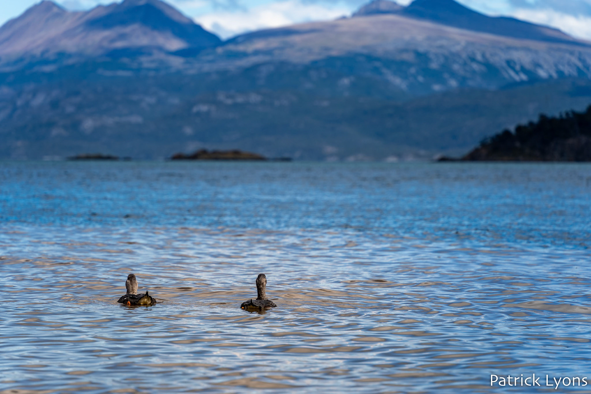Flying Steamer Ducks - Lago Roca - Tierra del Fuego National Park