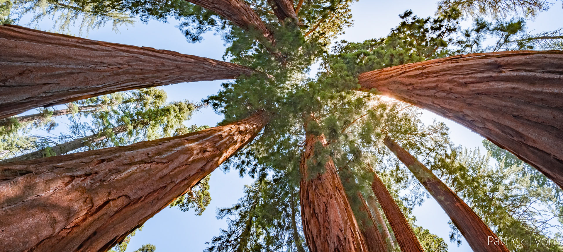 Giant Sequoia in Sequoia National Park