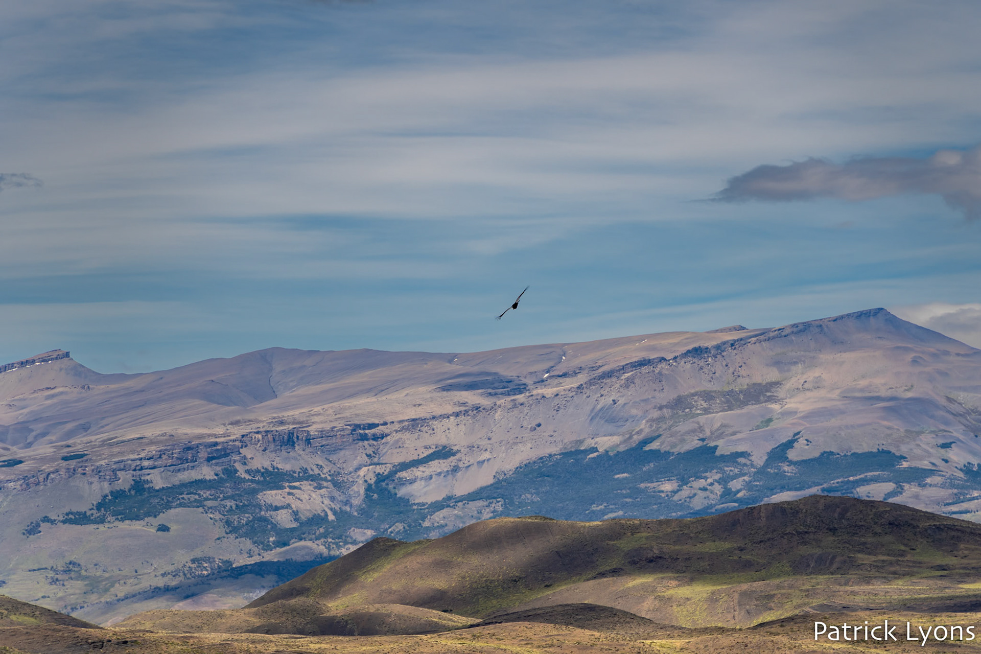 Andean Condor - Torres del Paine National Park