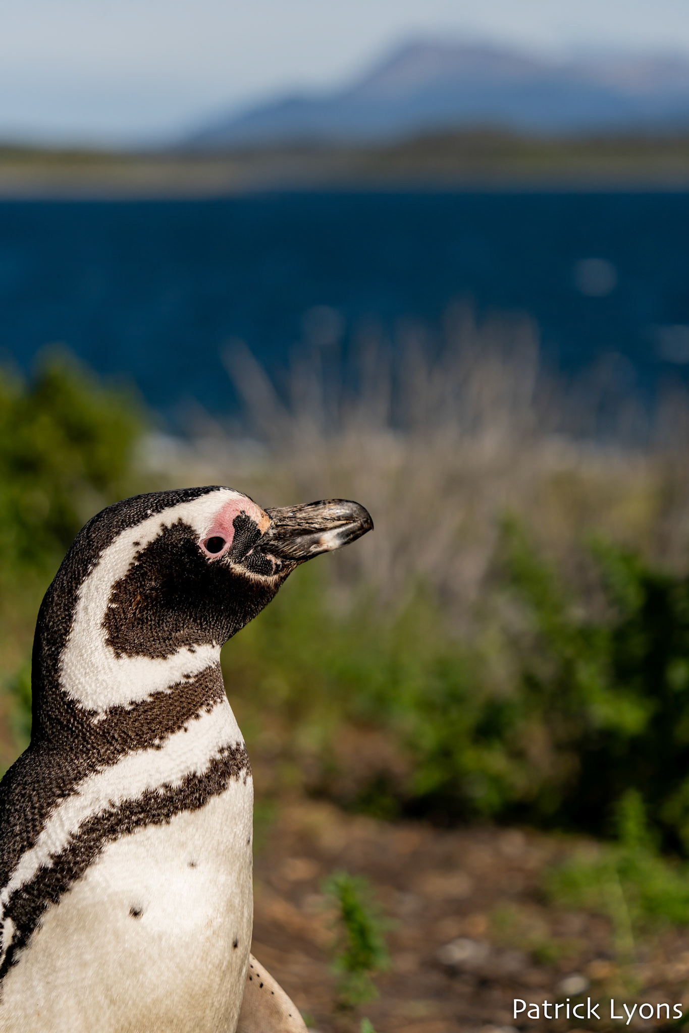 Magellanic penguin - Isla Martillo