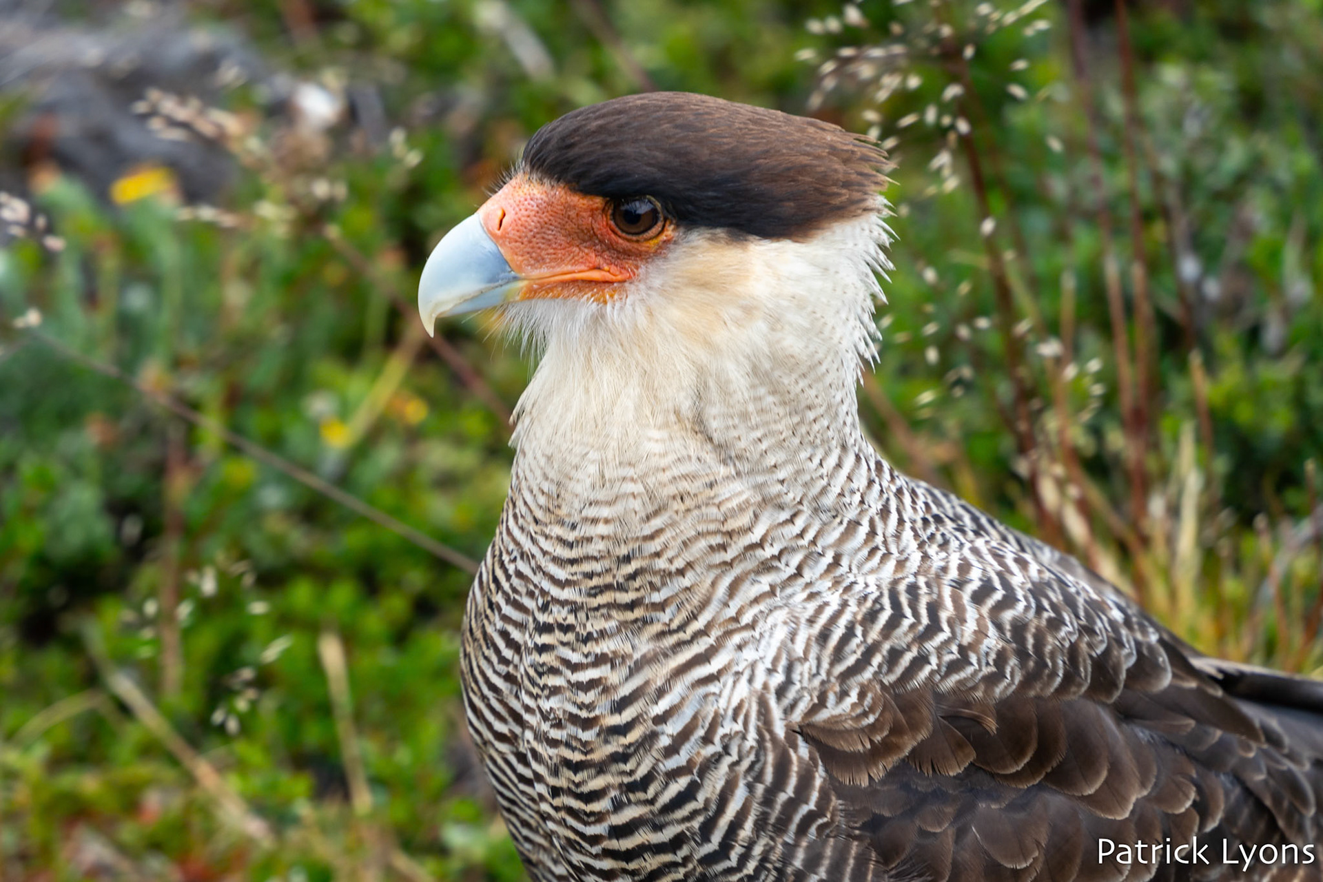 Crested Caracara - Torres del Paine National Park