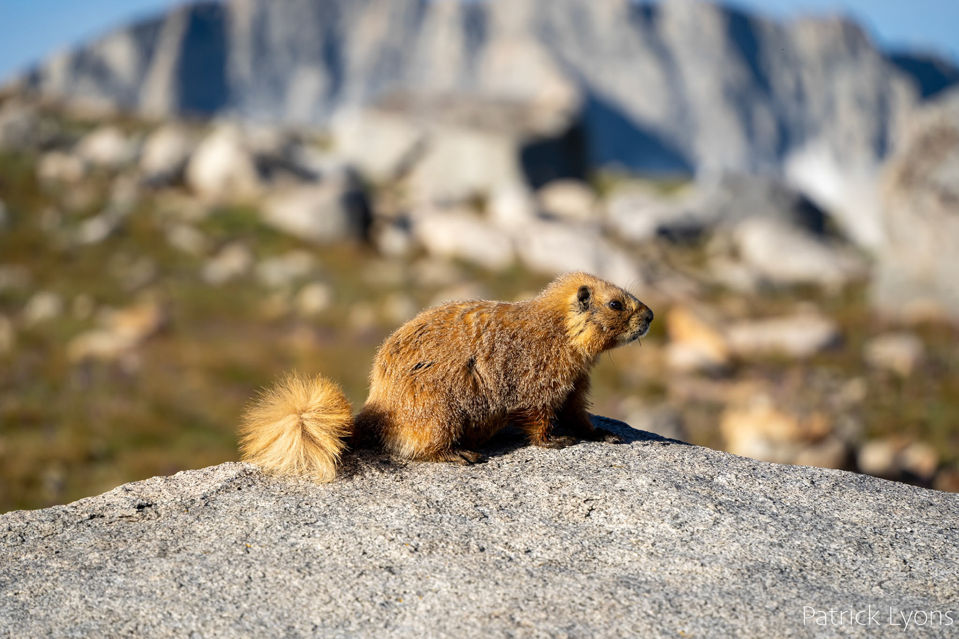 Yellow-Bellied Marmot