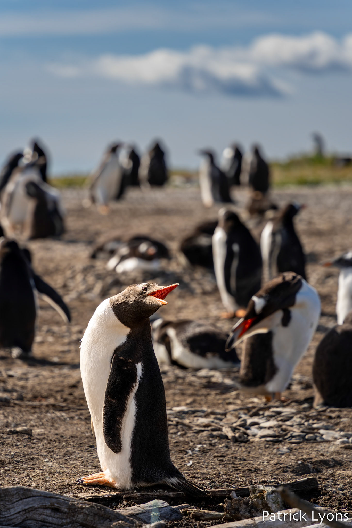 Gentoo penguin - Isla Martillo