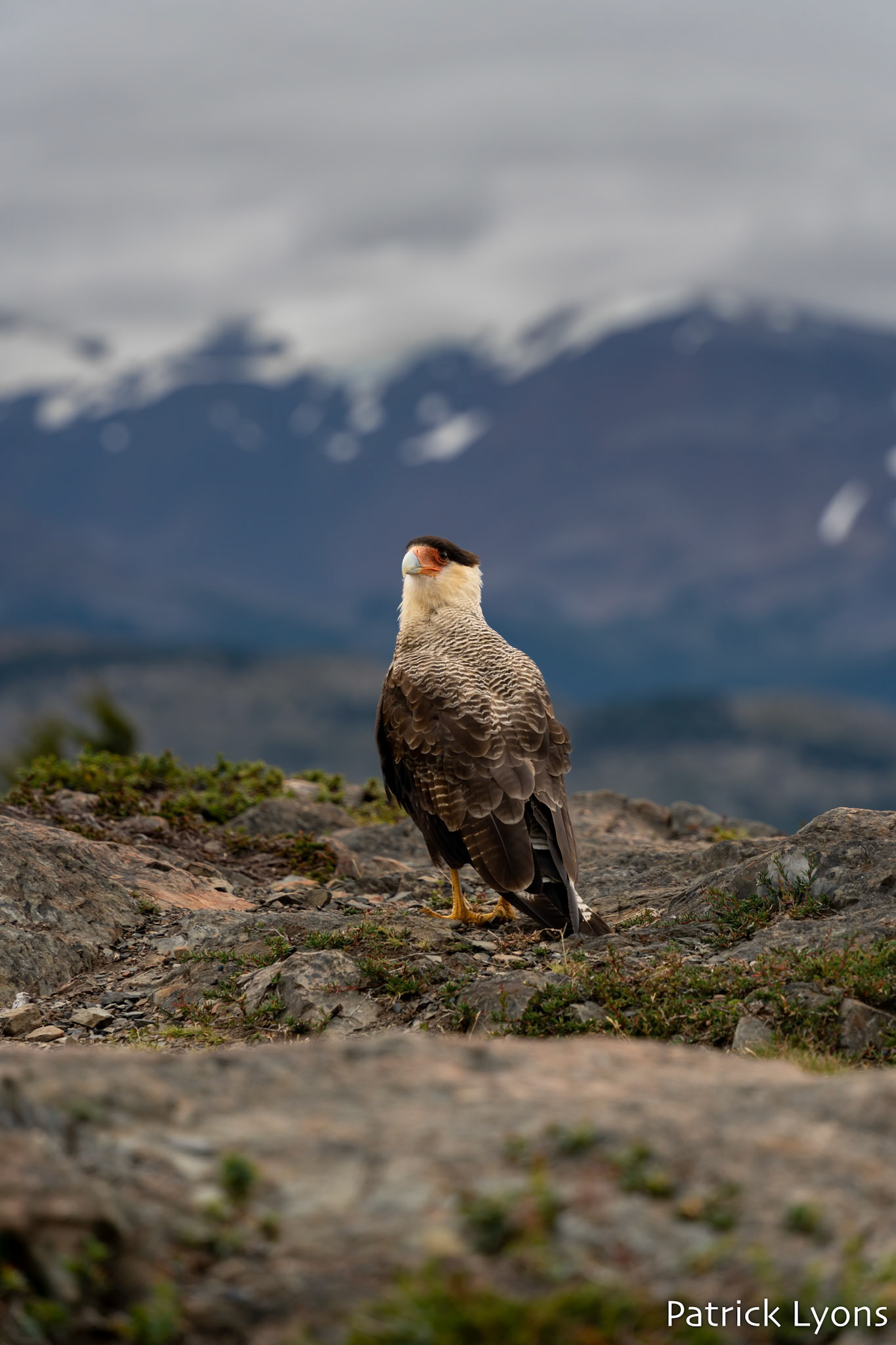 Crested Caracara - Torres del Paine National Park
