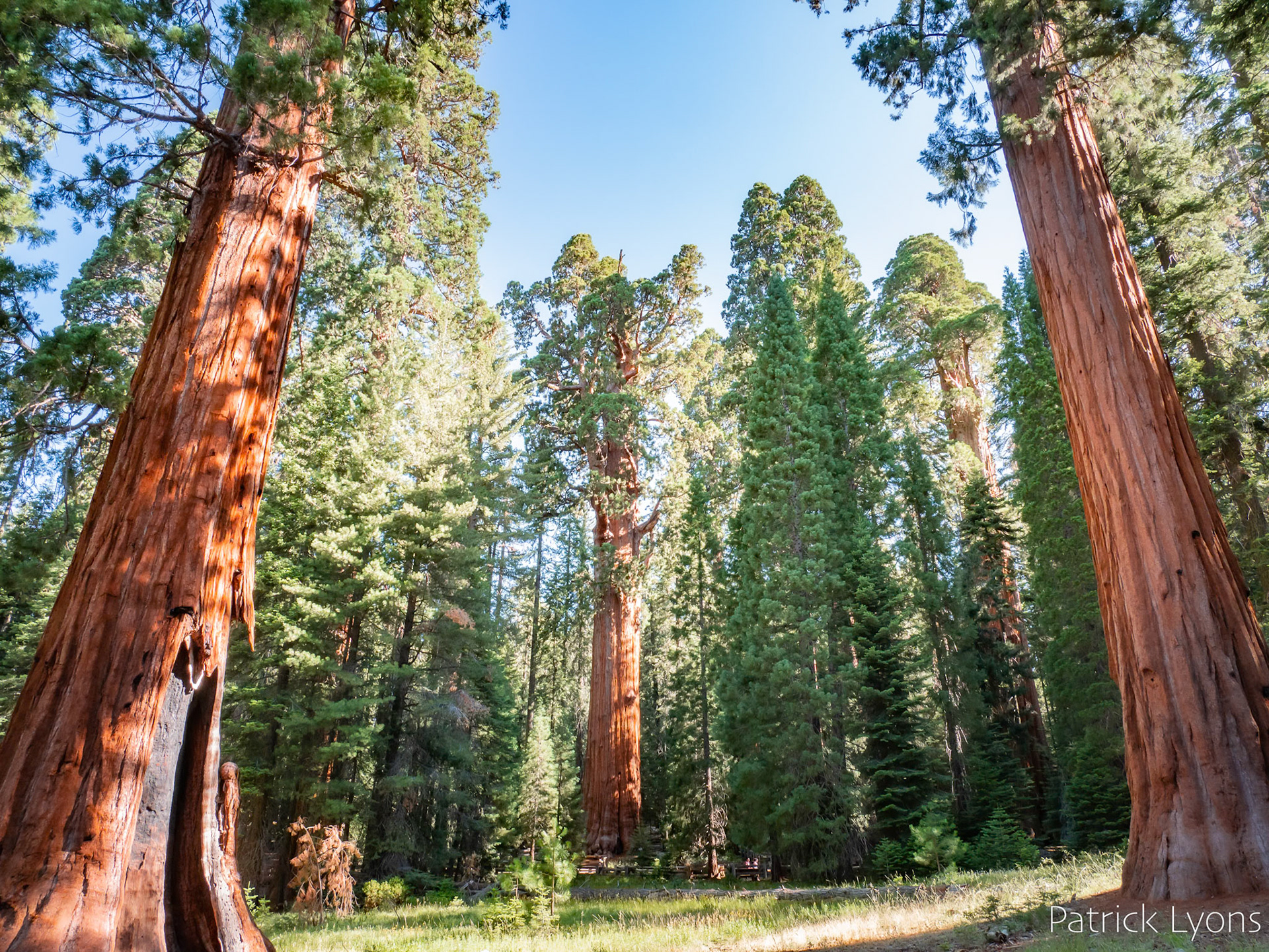 Giant Sequoia in Sequoia National Park