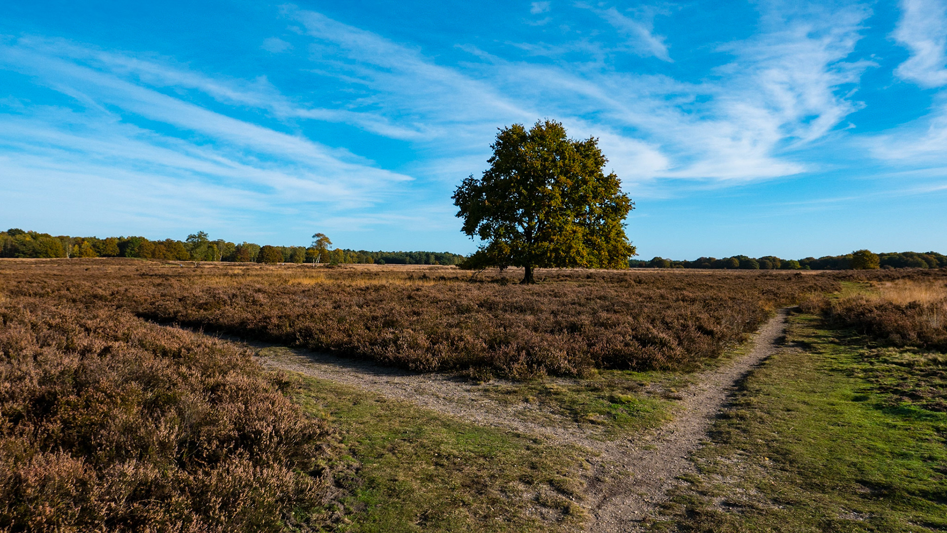 Ermelosche Heide - Ermelo - The Netherlands