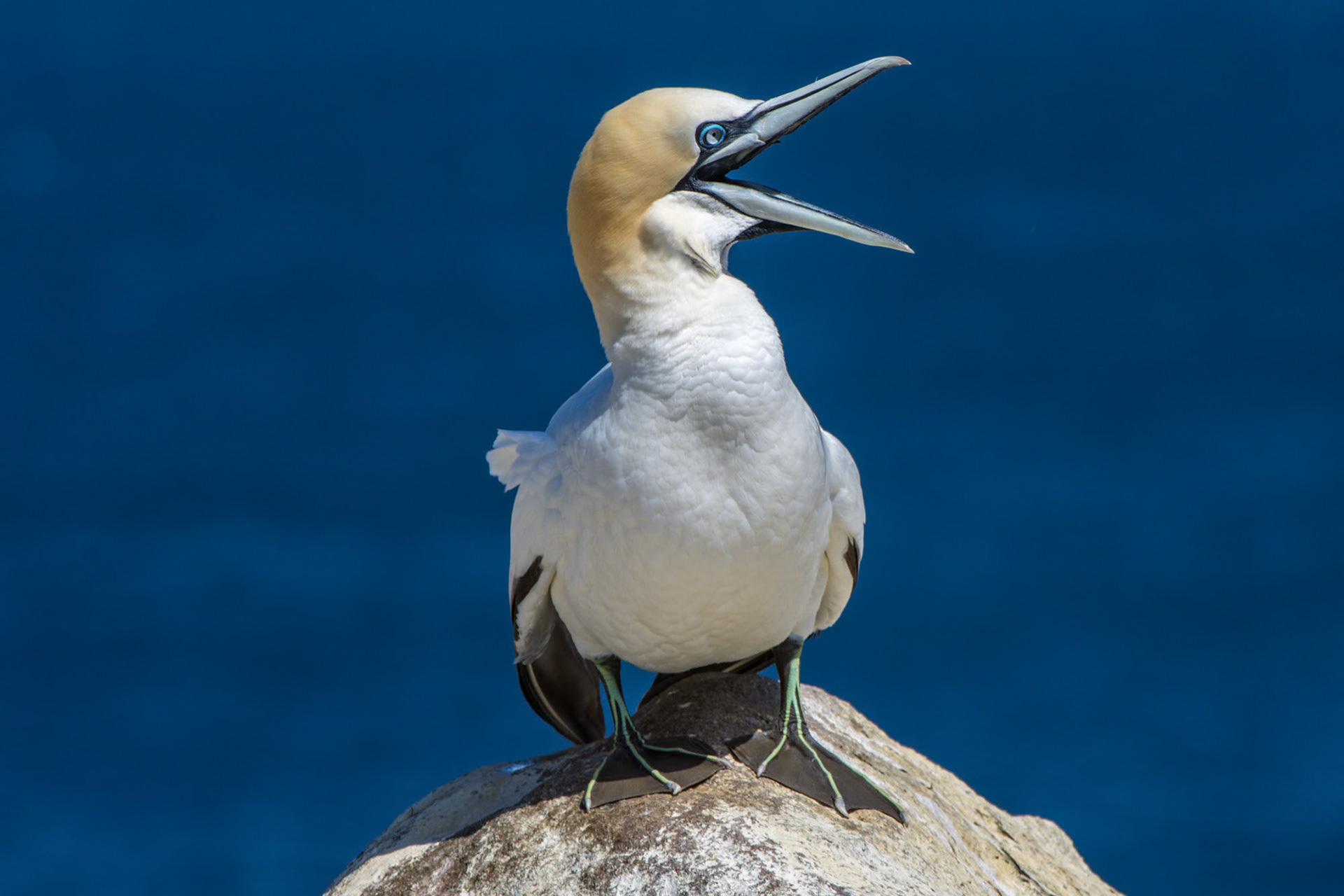 Saltee Island - Ireland