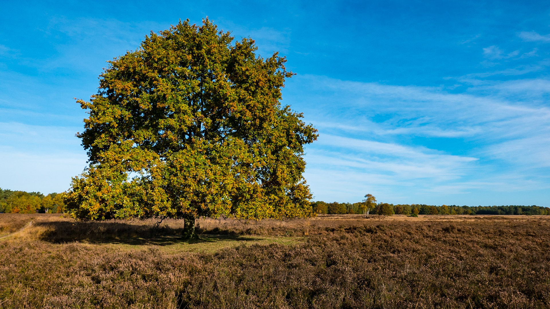 Ermelosche Heide - Ermelo - The Netherlands