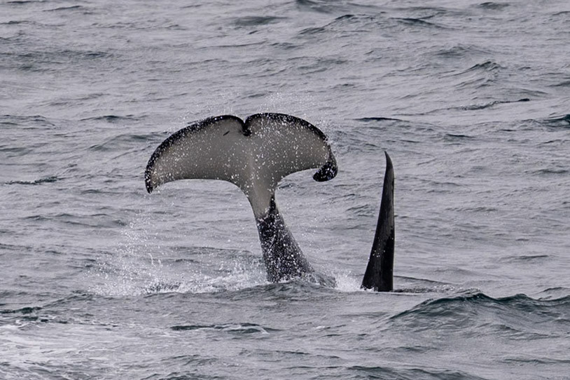 Jan Mayen - Island in Svalbard