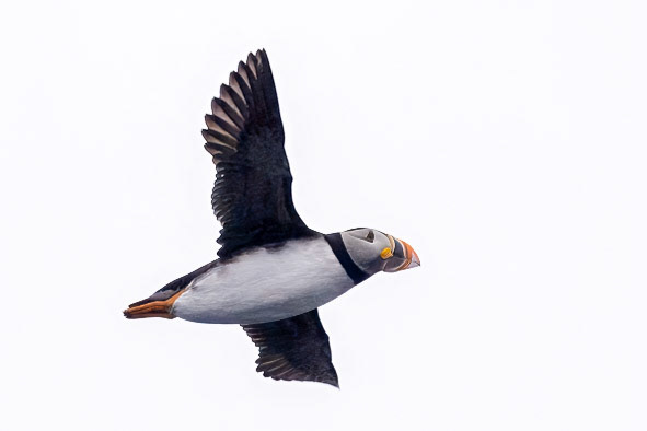 Poolepynten, Prins Karls Forland, Svalbard