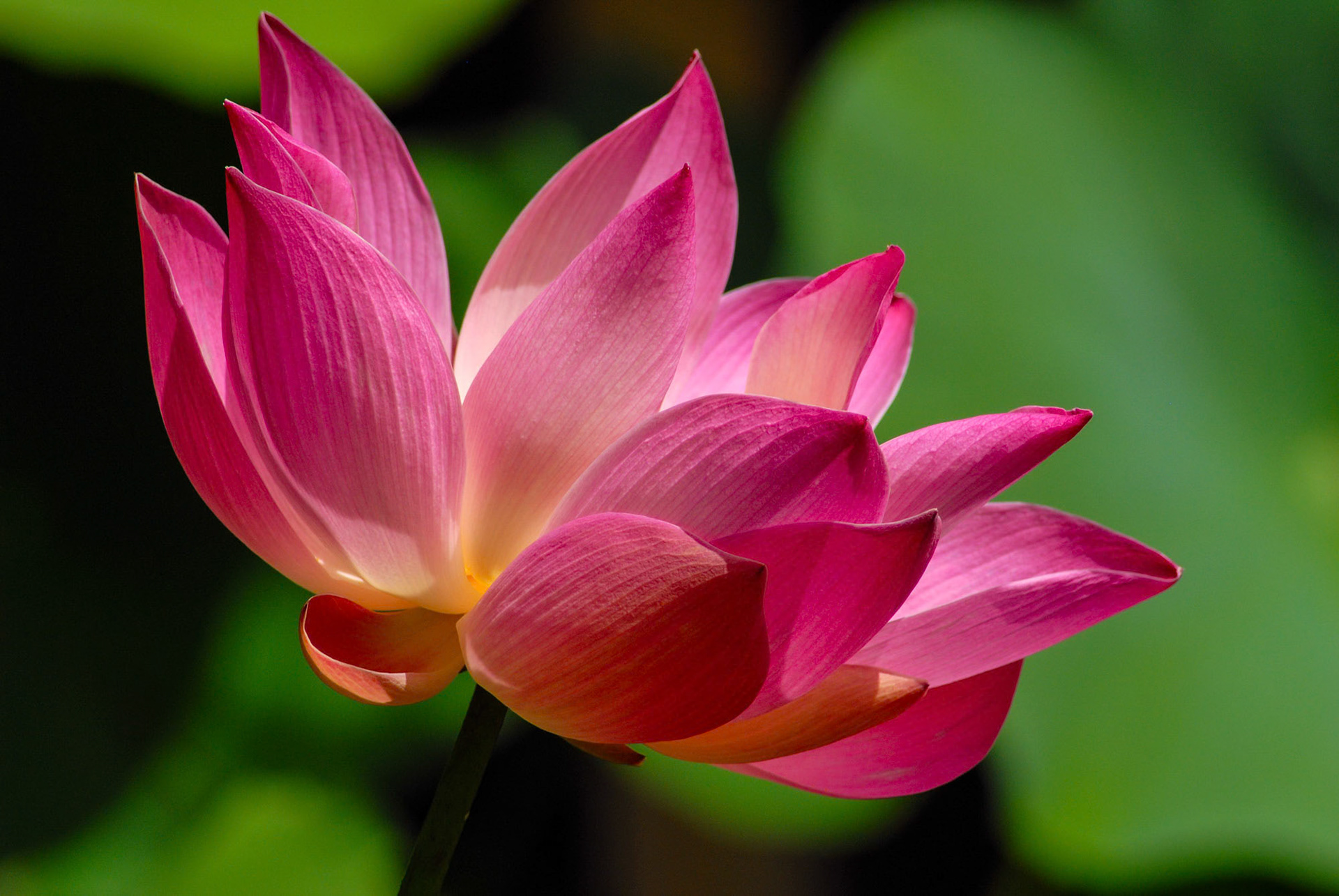 Bali - Indonesia (2007)