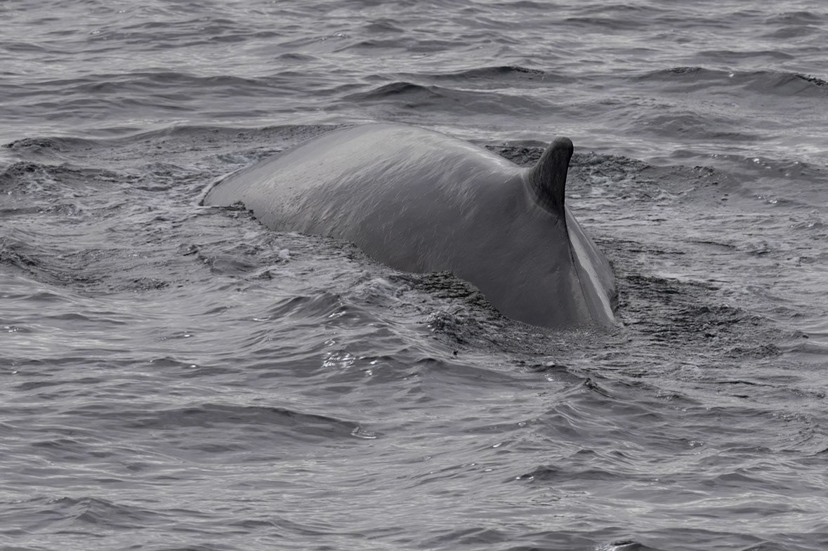 Spitsbergen, Svalbard