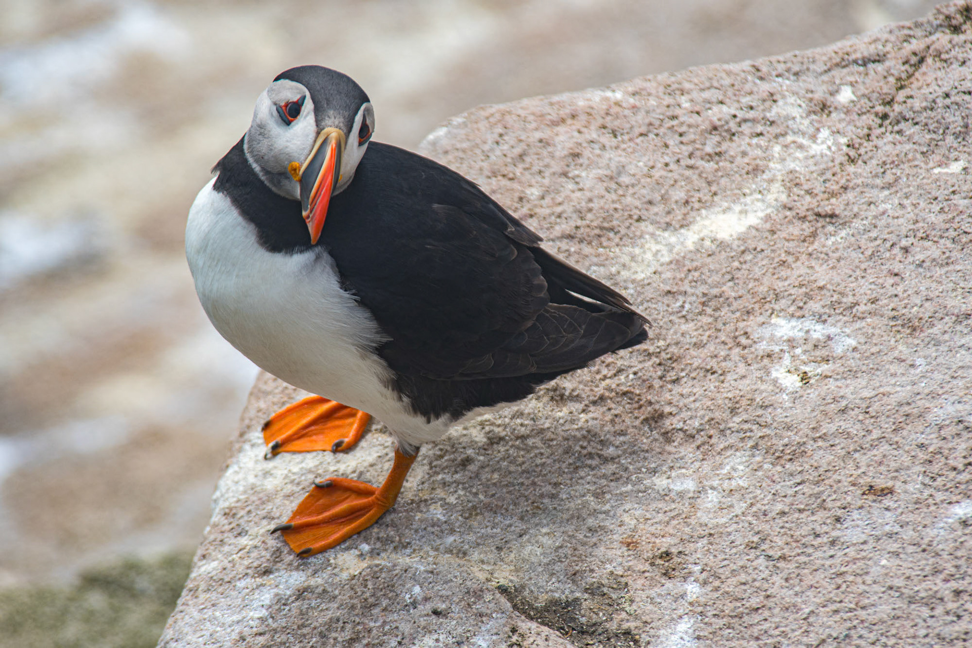 Saltee Island - Ireland