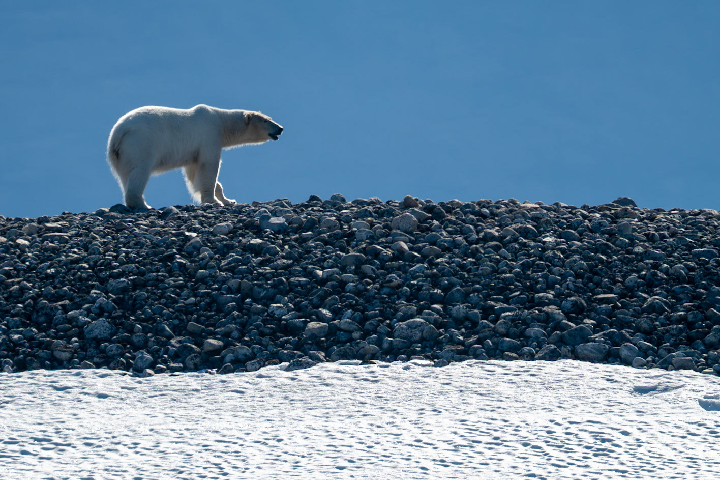 Spitsbergen, Svalbard