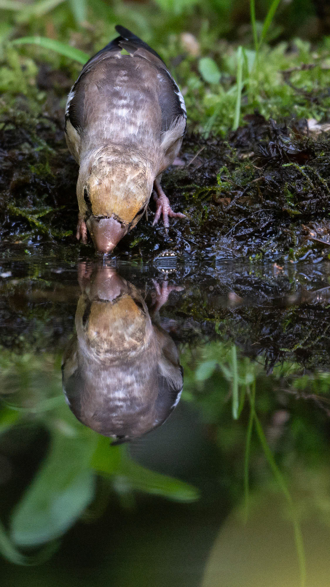 Ermelo - The Netherlands (2023)