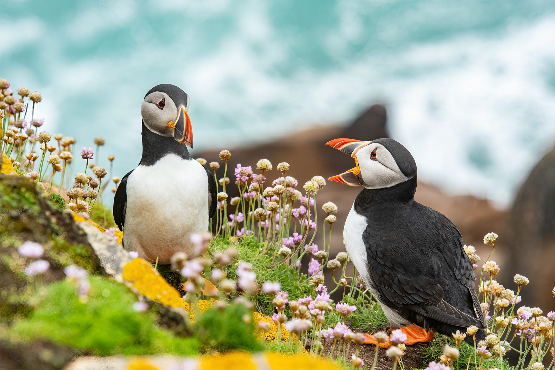 Saltee Island - Ireland (2017)