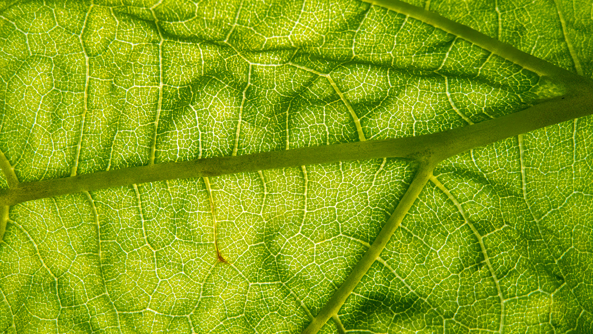 Amsterdam - The Netherlands (2012)