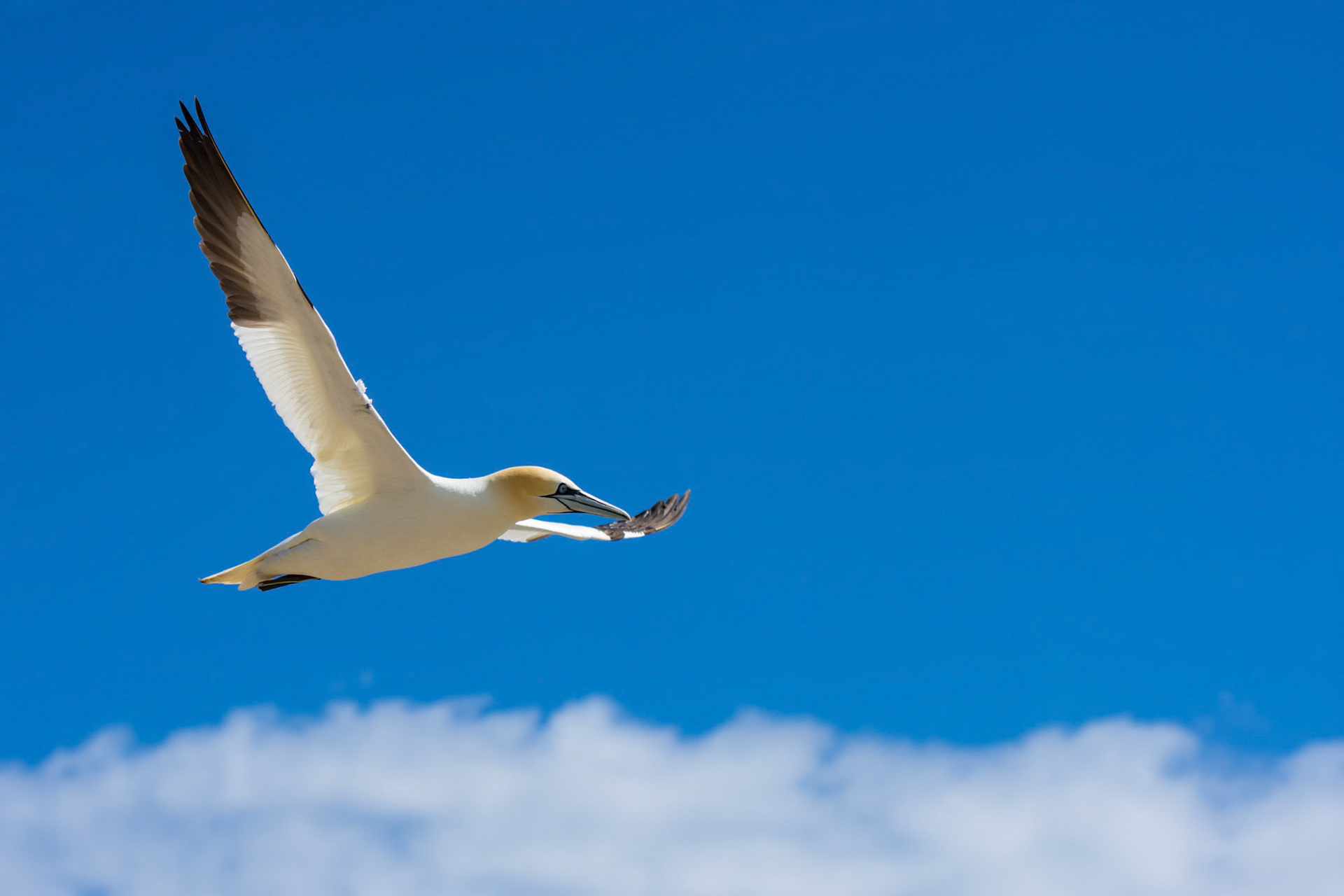 Saltee Island - Ireland