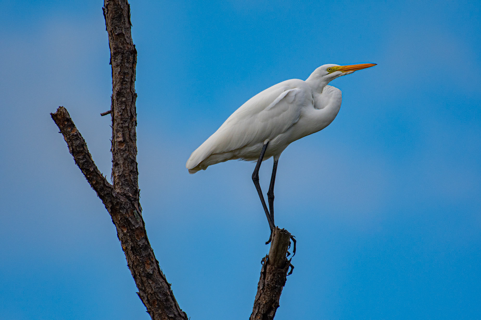 Honeymoon Island State park - Florida - USA (2019)