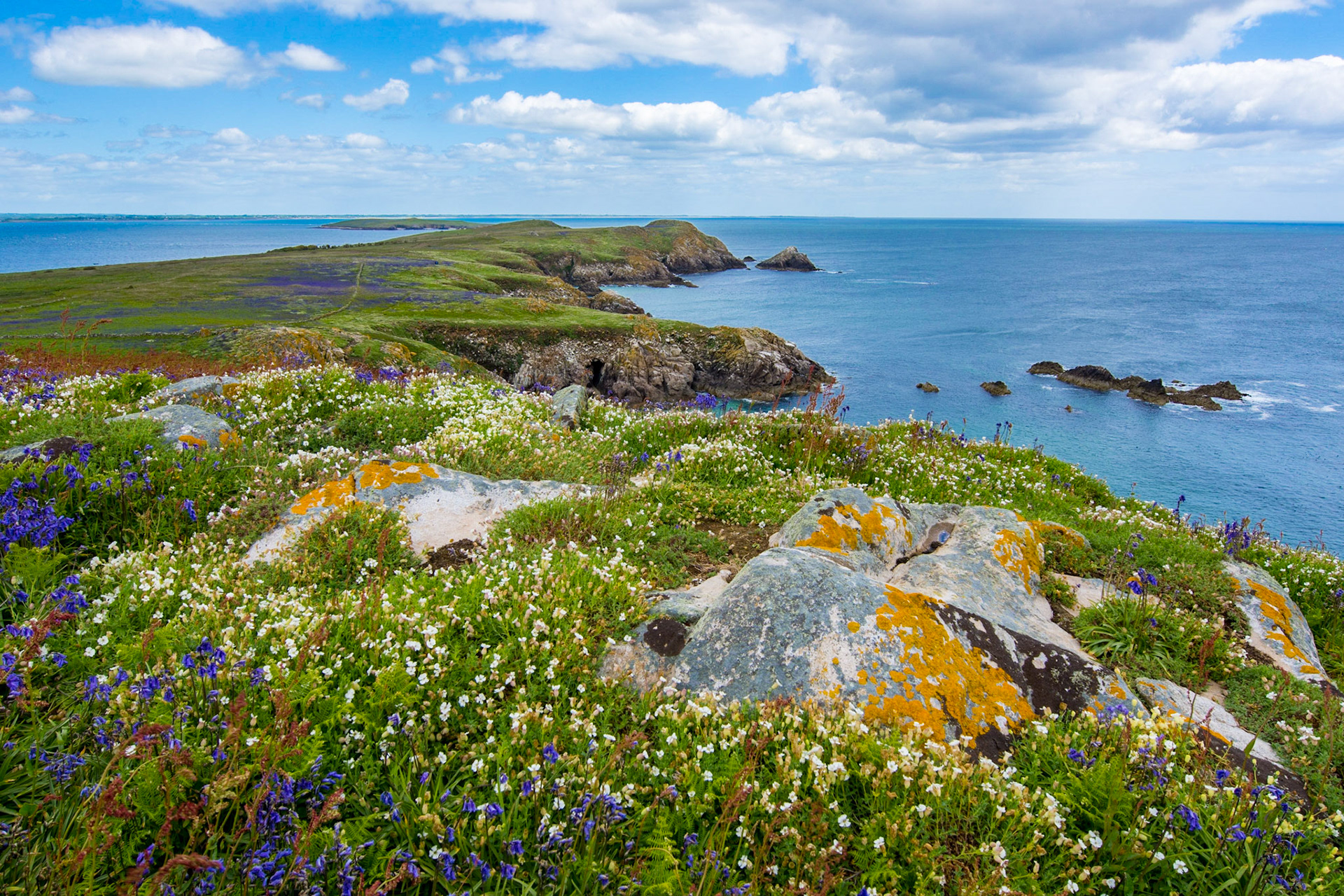 Saltee Island - Ireland