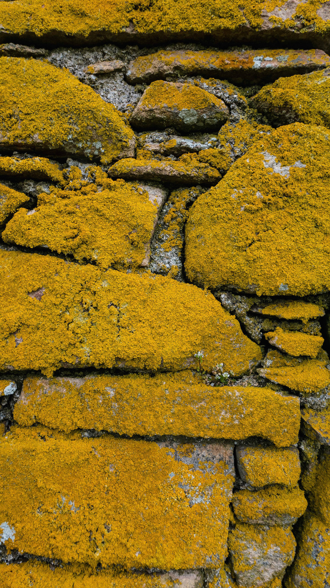 Saltee Island - Ireland (2015)