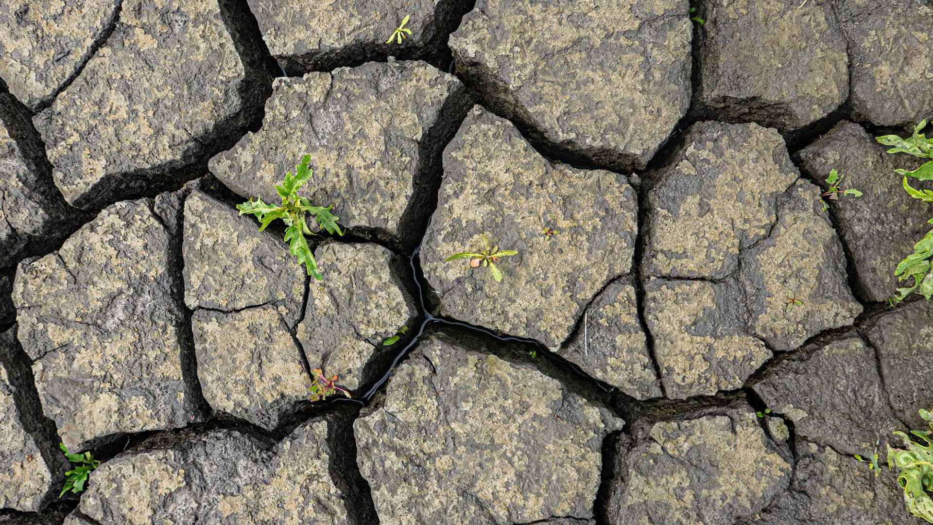 Markerwadden - The Netherlands (2020)