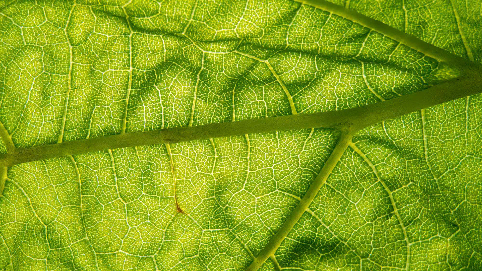 Amsterdam - The Netherlands (2012)
