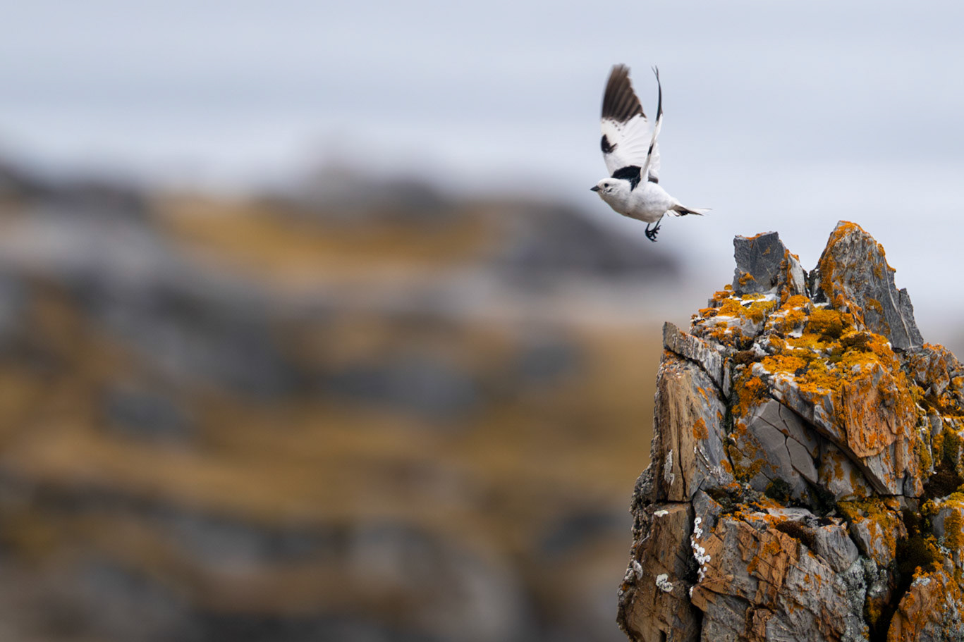 Alkhornet, Spitsbergen, Norway