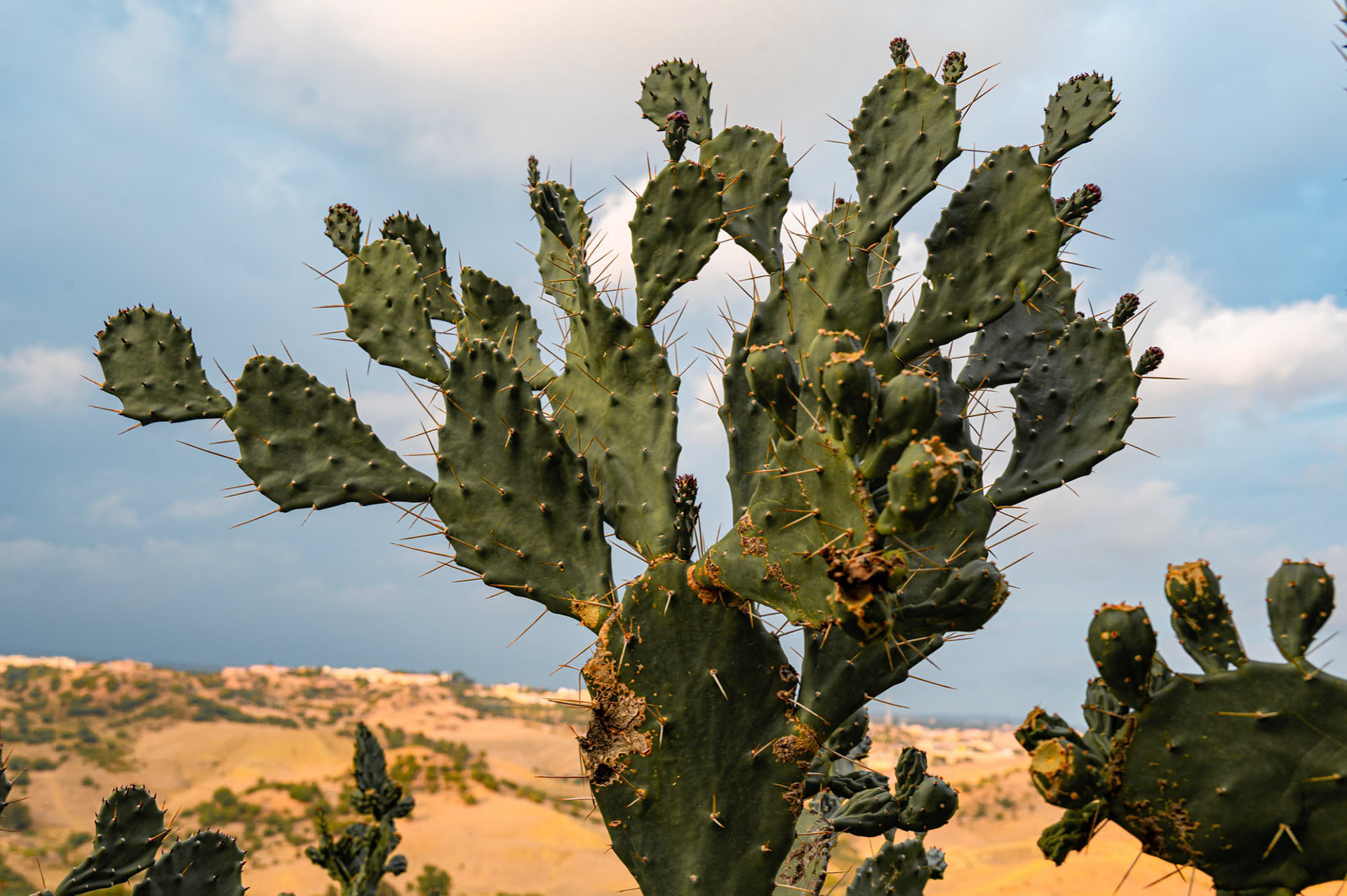 Motta Sant'Anastasia - Siciliy - Italy (2023)