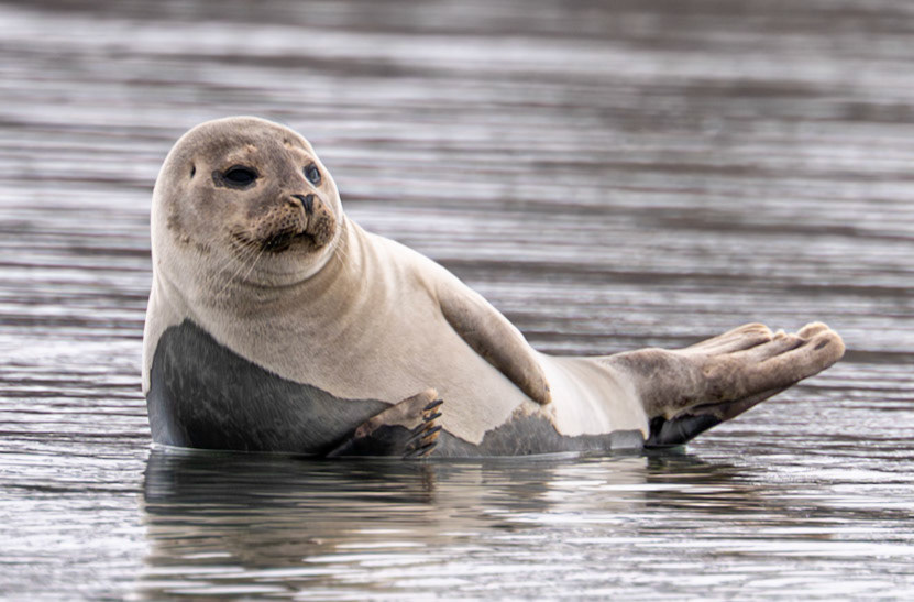 Ymerbukta, Spitsbergen, Svalbard