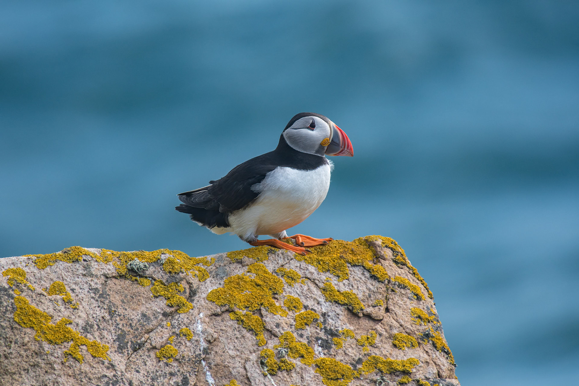 Saltee Island - Ireland (2017)