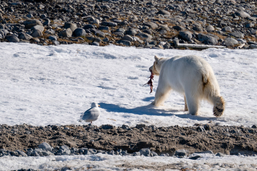 Spitsbergen, Svalbard