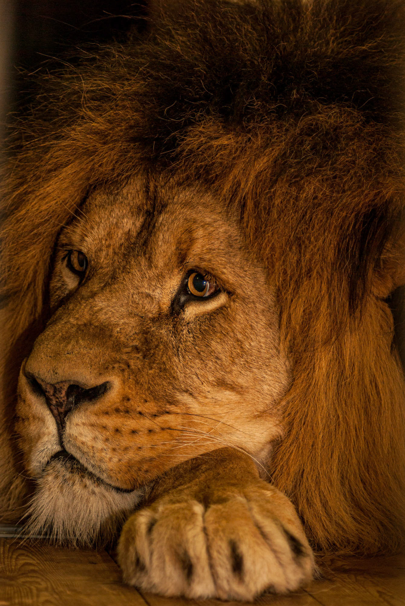 Artis Zoo - Amsterdam - The Netherlands (2008)