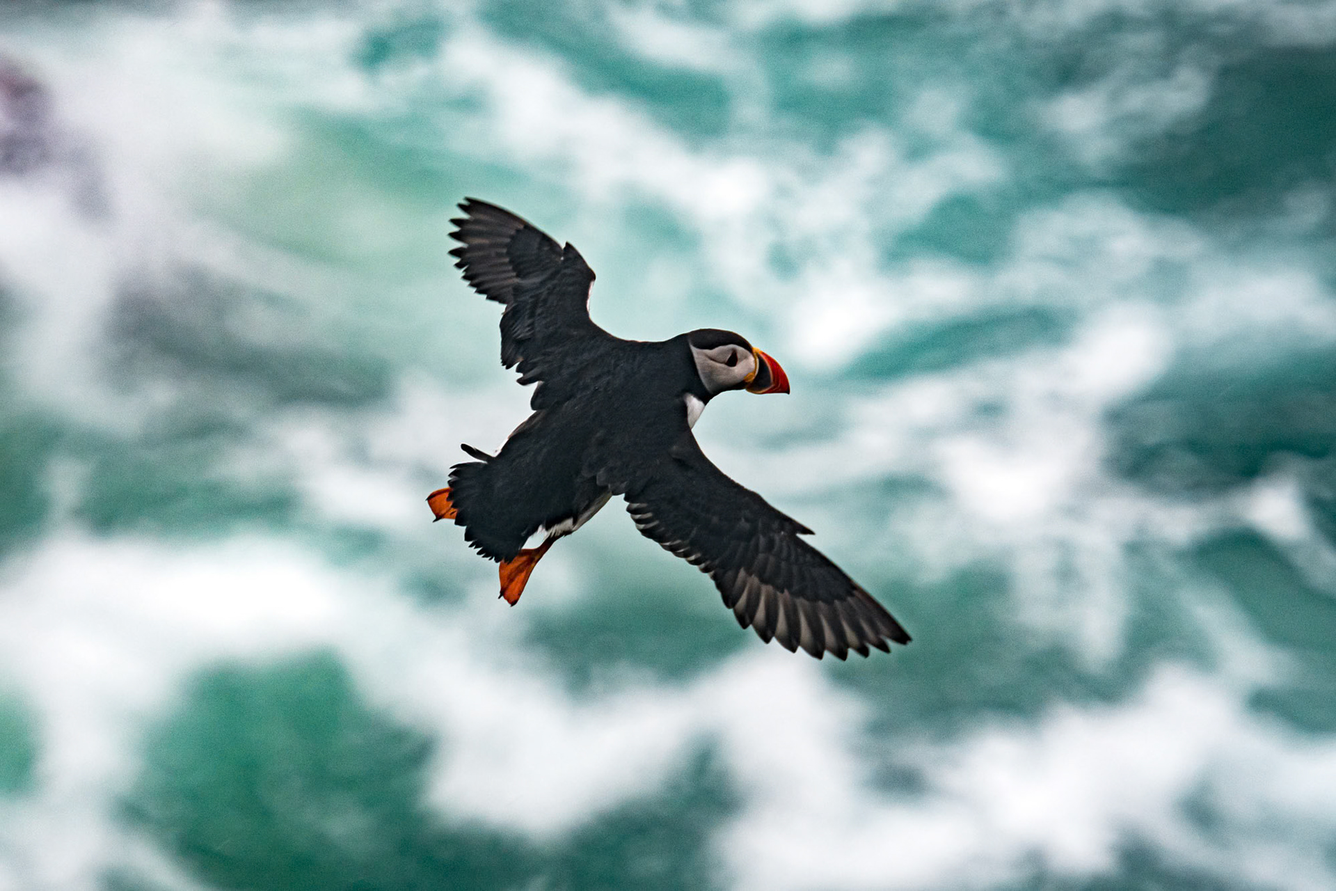 Saltee Island - Ireland (2017)