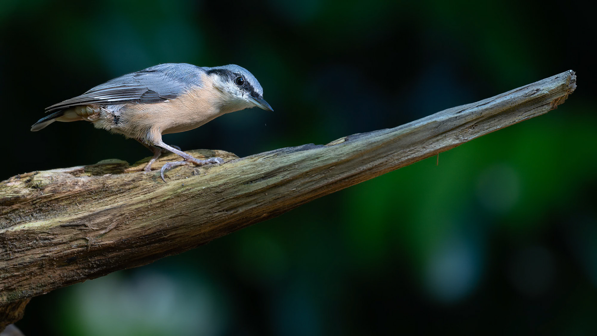 Ermelo - The Netherlands (2023)