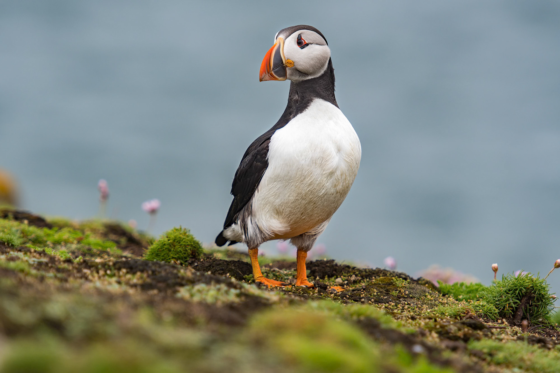 Saltee Island - Ireland (2017)