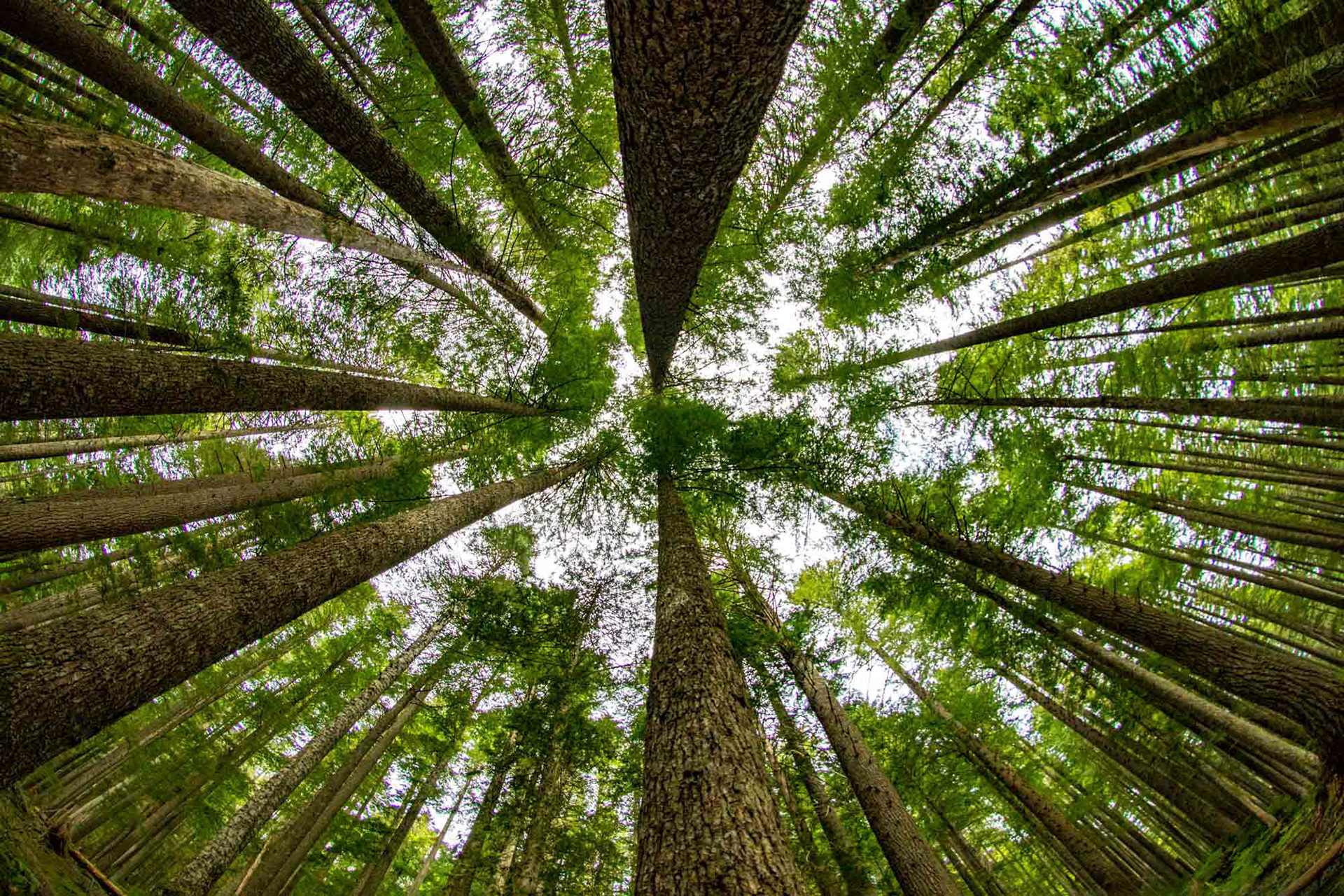 Mt Rainier National Park - Washington - USA (2019)