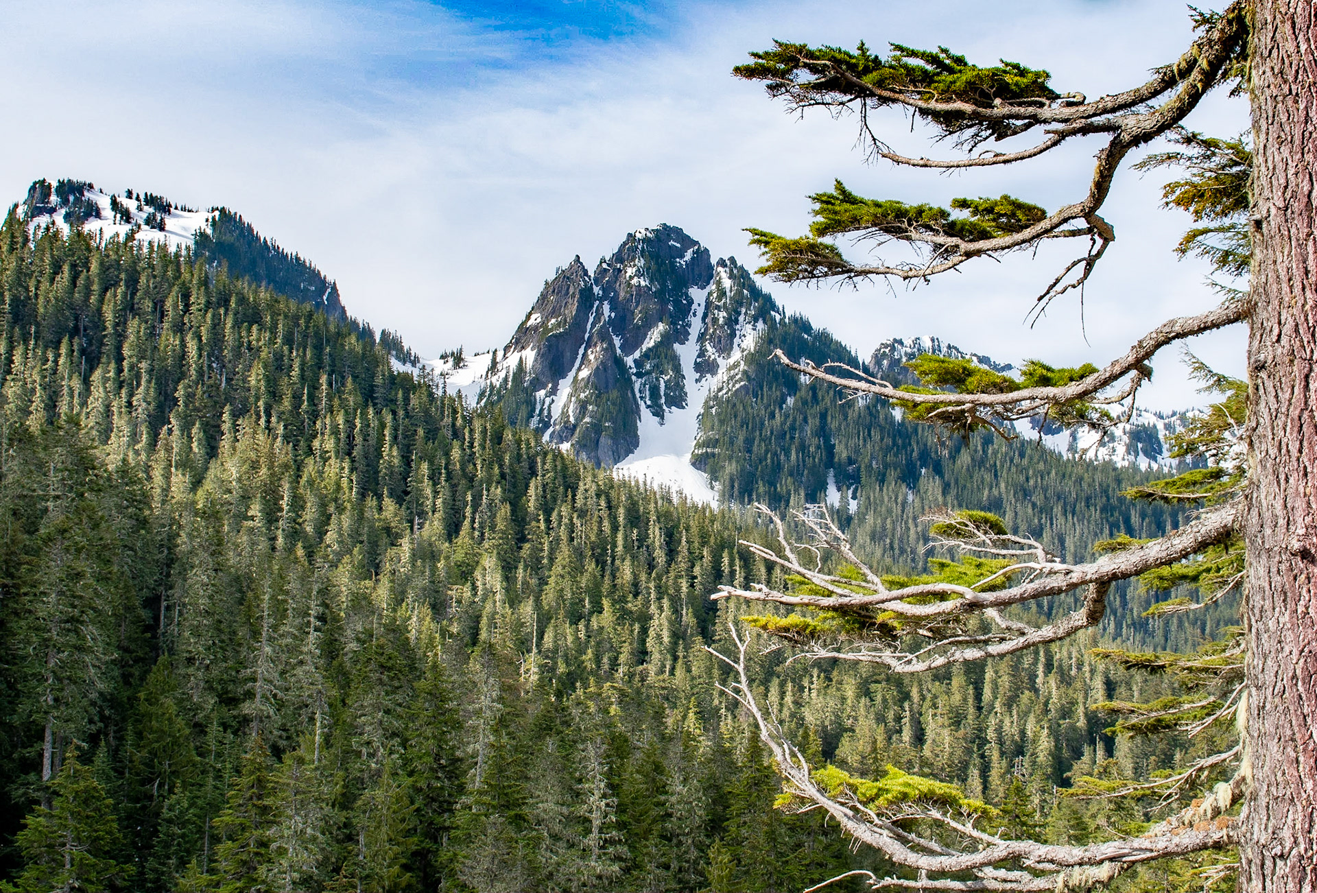 Mt Rainier National Park - Washington - USA