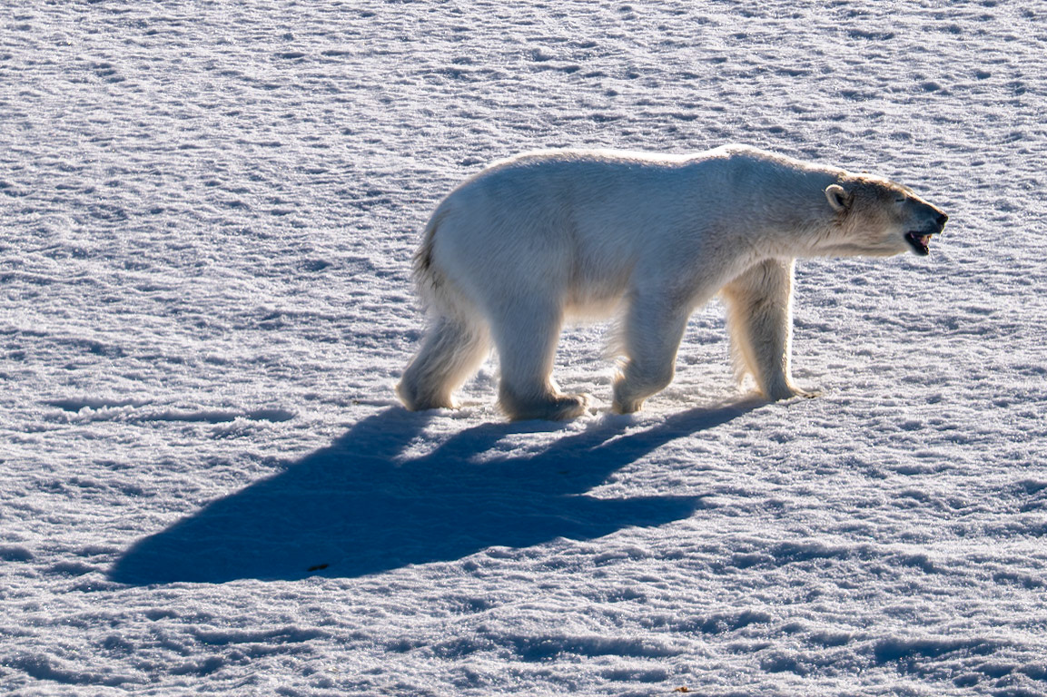 Spitsbergen, Svalbard