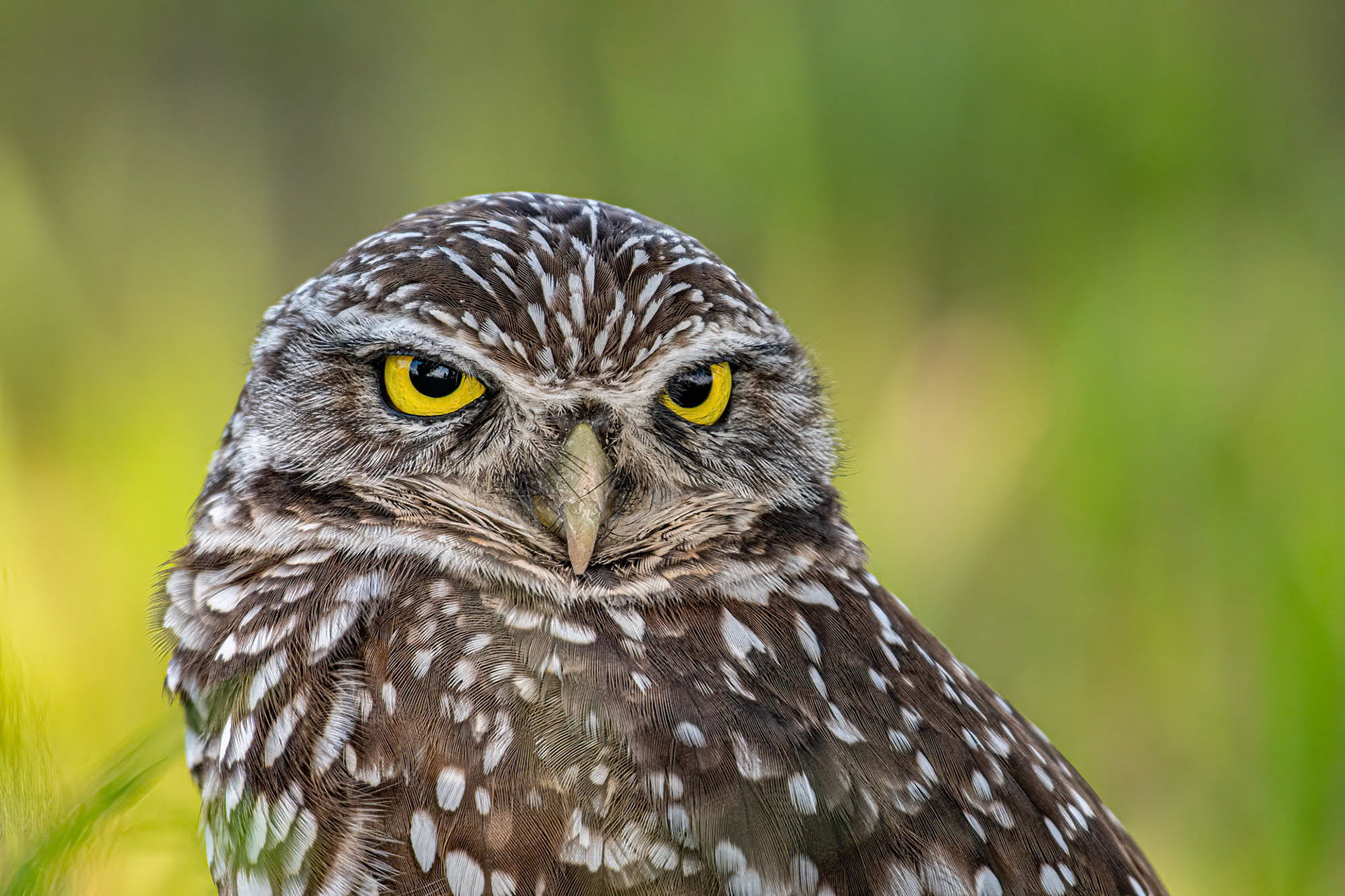 Cape Coral - Florida - USA (2019)