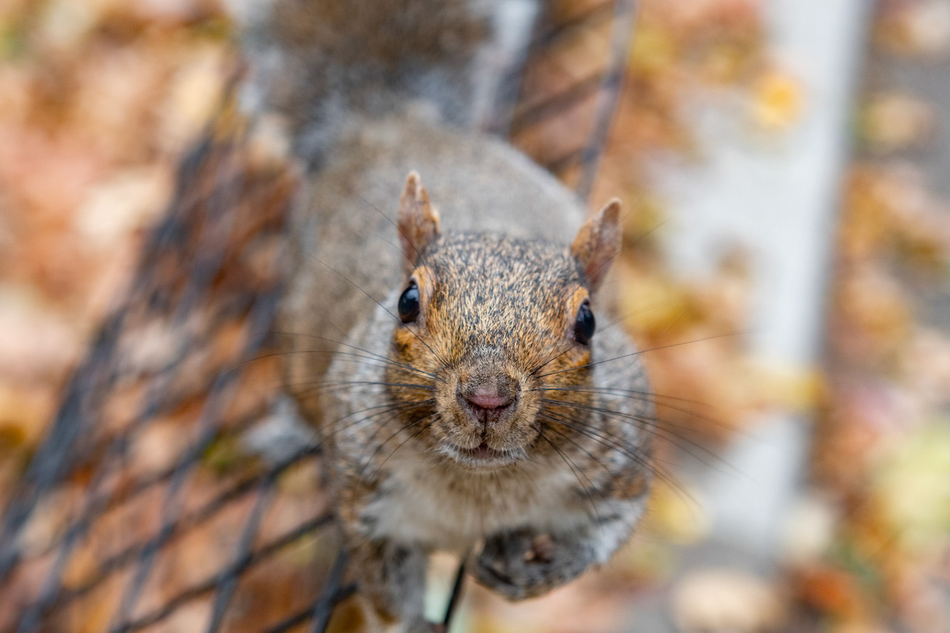 Manhattan - NYC (2018)