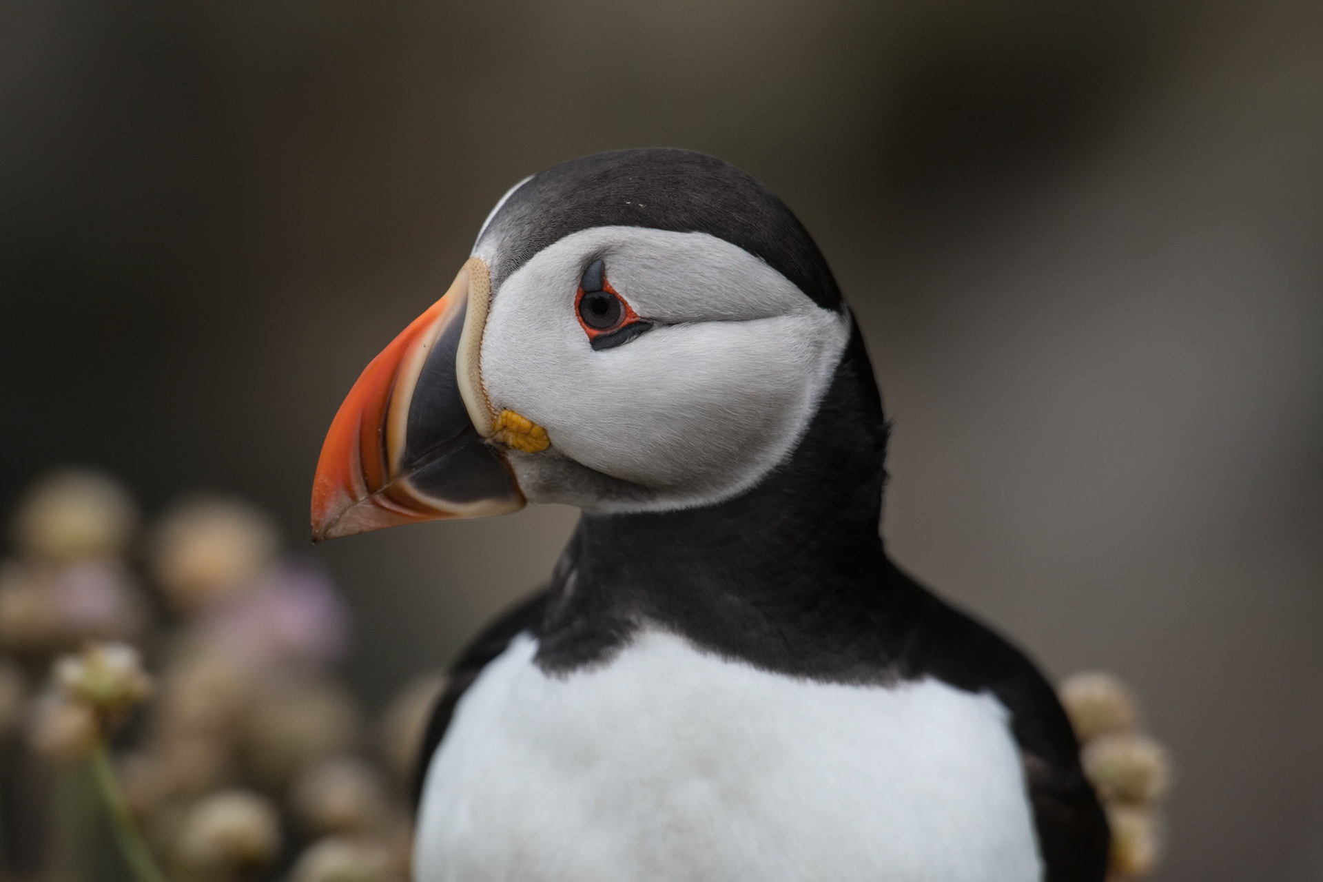Saltee Island - Ireland (2017)